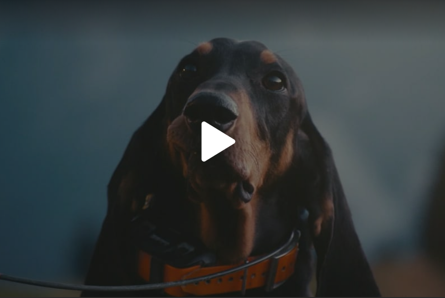Histoire de chiens suisses – chien courant