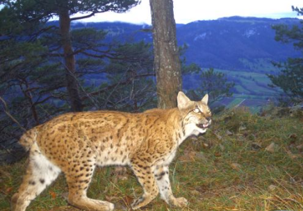 Rapport KORA sur le Lynx