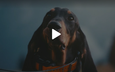 Histoire de chiens suisses – chien courant